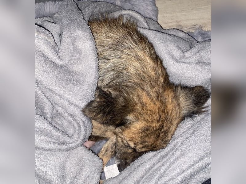 Herbie, geb. ca. 08/2022, lebt auf einer Pflegestelle in 78048 Villingen-Schwenningen