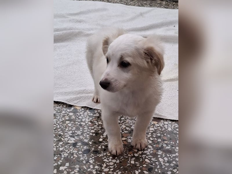 Torian, geb. ca. 09/2025, lebt in GRIECHENLAND, auf einer privaten Pflegestelle