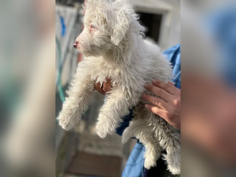 Elli, geb. ca. 08/2025, lebt in GRIECHENLAND, im städt. Tierheim Serres