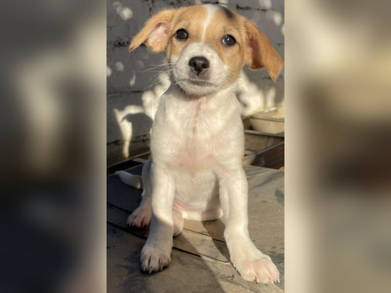 Elfie, geb. ca. 08/2025, lebt in GRIECHENLAND, auf einer privaten Pflegestelle