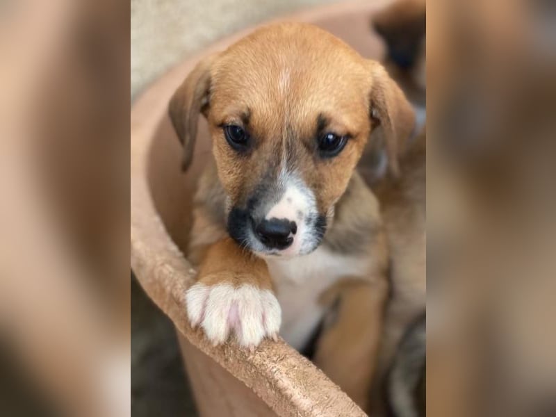 Kelana, geb. ca. 11/2025, lebt in GRIECHENLAND, im städt. Tierheim Serres