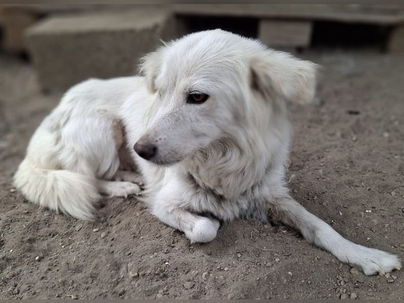 Nanuq, geb. ca. 09/2024, lebt in GRIECHENLAND, auf einer privaten Pflegestelle