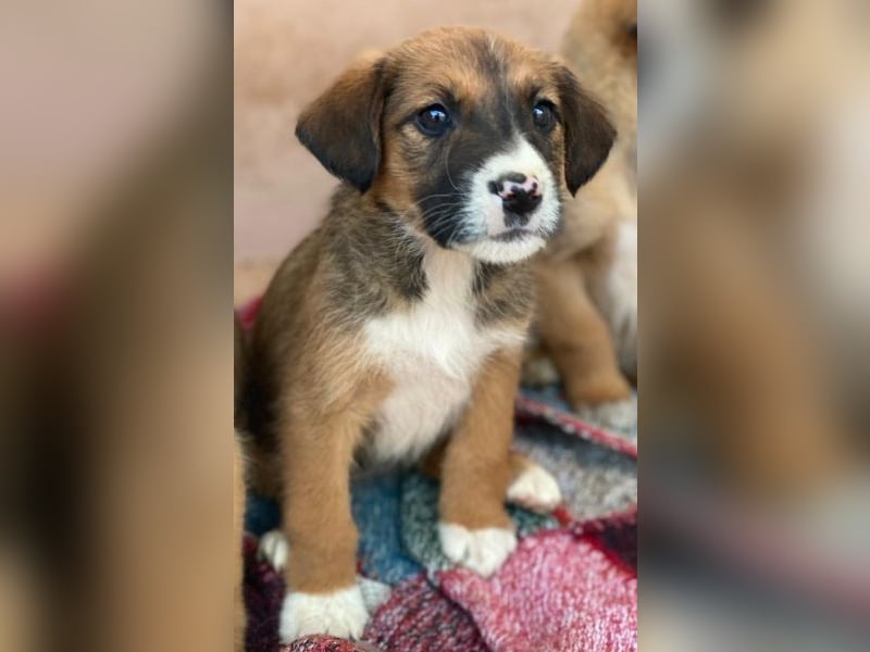 Pinkie, geb. ca. 11/2025, lebt in GRIECHENLAND, im städt. Tierheim Serres