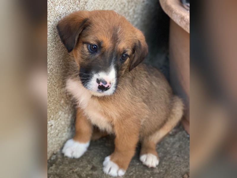 Pinkie, geb. ca. 11/2025, lebt in GRIECHENLAND, im städt. Tierheim Serres