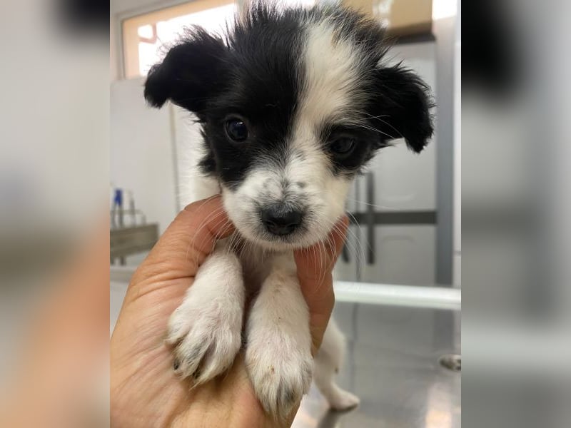 Louise, geb. ca. 08/2025, lebt in GRIECHENLAND, auf einer privaten Pflegestelle