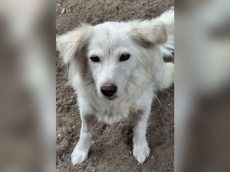Nanuq, geb. ca. 09/2024, lebt in GRIECHENLAND, auf einer privaten Pflegestelle