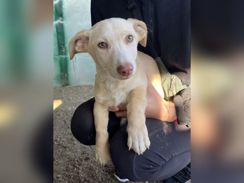 Francky Stanley, geb. ca. 08/2025, lebt in GRIECHENLAND, auf einer privaten Pflegestelle