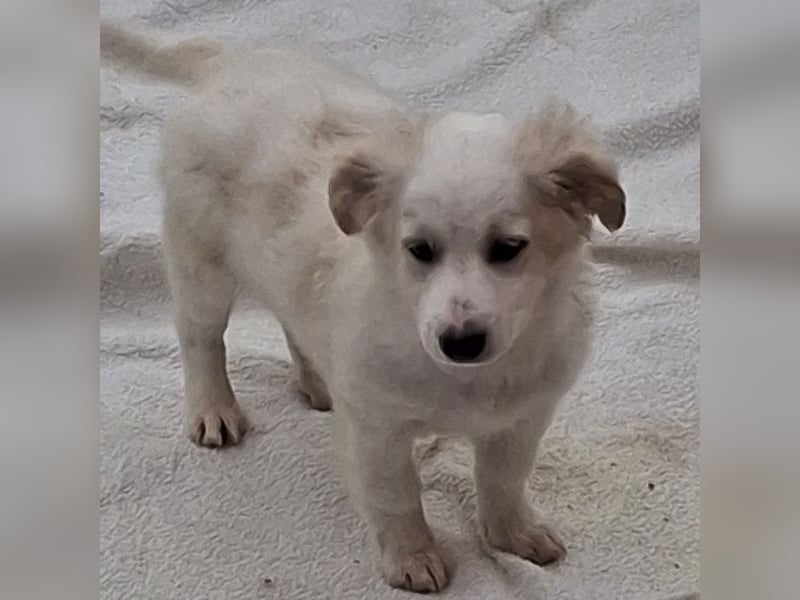 Torian, geb. ca. 09/2025, lebt in GRIECHENLAND, auf einer privaten Pflegestelle