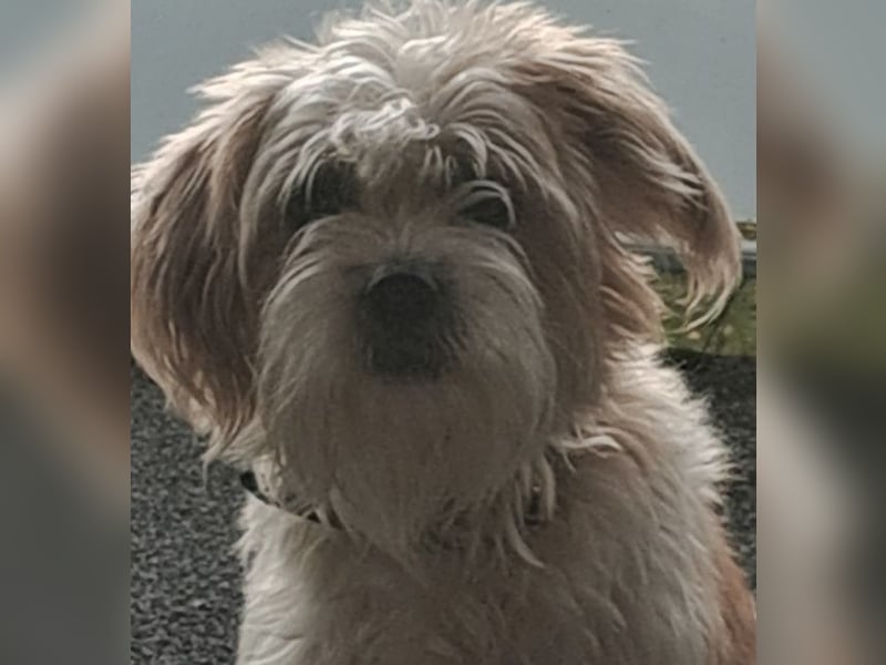 Eko, geb. ca. 11/2021, lebt auf einer Pflegestelle in 54647 Dudeldorf