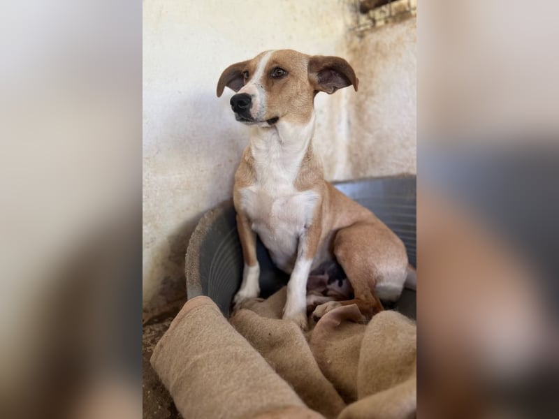 Ida, geb. ca. 05/2021, lebt in GRIECHENLAND, auf einer privaten Pflegestelle