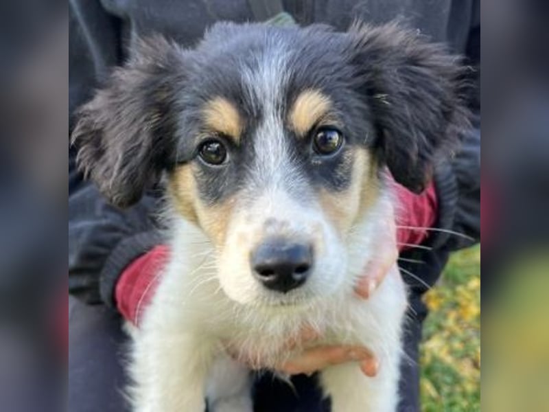 Fridolin, geb. ca. 07/2025, lebt in GRIECHENLAND, auf einer privaten Pflegestelle