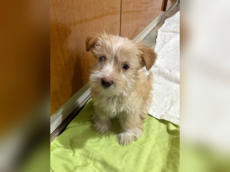 Norberta, geb. ca. 11/2025, lebt in GRIECHENLAND, auf einer privaten Pflegestelle