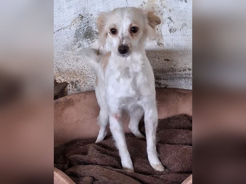 Isara, geb. ca. 07/2024, lebt in GRIECHENLAND, auf einer privaten Pflegestelle