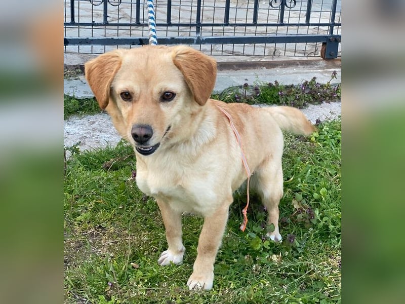 Flora, geb. ca. 03/2024, lebt in GRIECHENLAND, im städt. Tierheim Serres