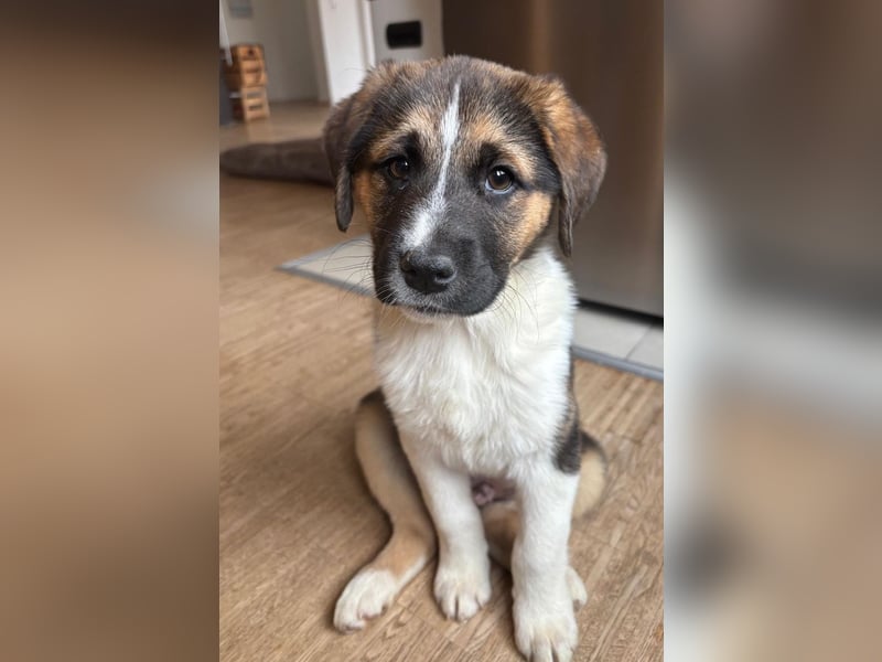 Boreas, geb. ca. 10/2025, lebt auf einer Pflegestelle in 69151 Neckargemünd