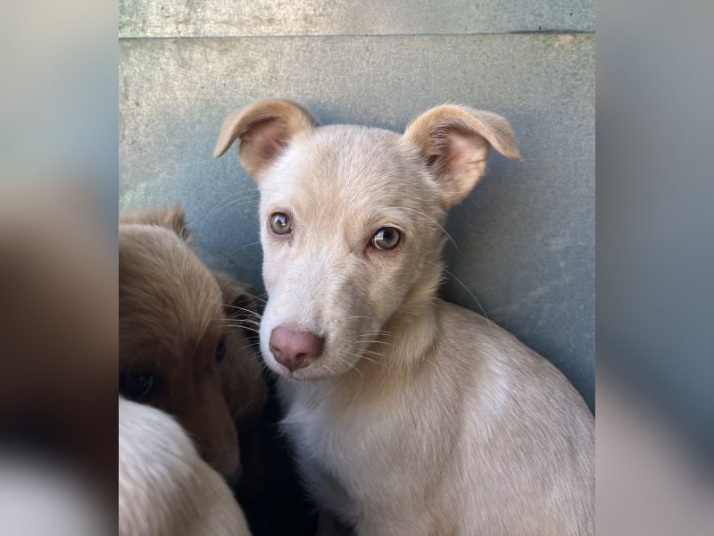 Francky Stanley, geb. ca. 08/2025, lebt in GRIECHENLAND, auf einer privaten Pflegestelle