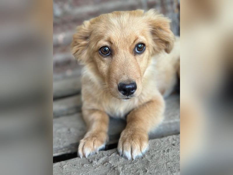 Audrey, geb. ca. 03/2026, lebt in GRIECHENLAND, im städt. Tierheim Serres