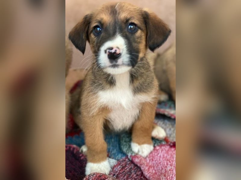 Pinkie, geb. ca. 11/2025, lebt in GRIECHENLAND, im städt. Tierheim Serres