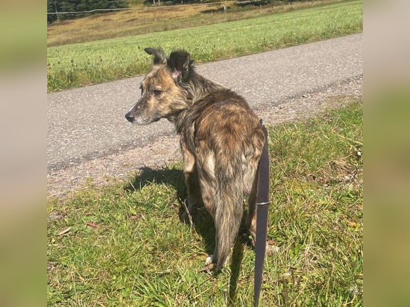 Herbie, geb. ca. 08/2022, lebt auf einer Pflegestelle in 78048 Villingen-Schwenningen