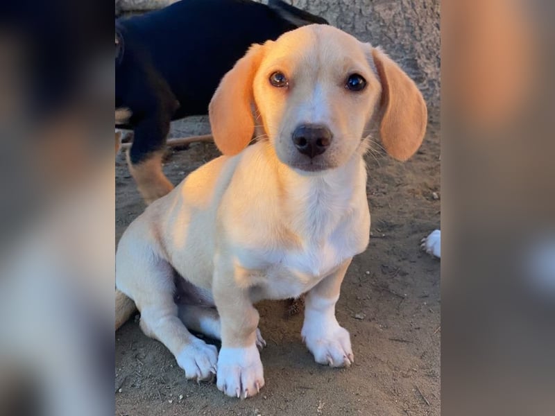 Rigatoni, geb. ca. 08/2025, lebt in GRIECHENLAND, auf einer privaten Pflegestelle