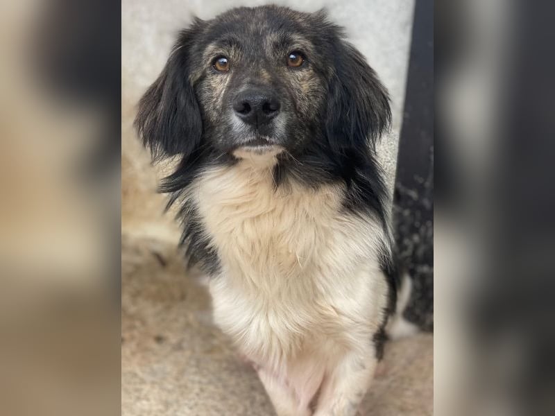 Achilles, geb. ca. 04/2025, lebt in GRIECHENLAND, im städt. Tierheim Serres