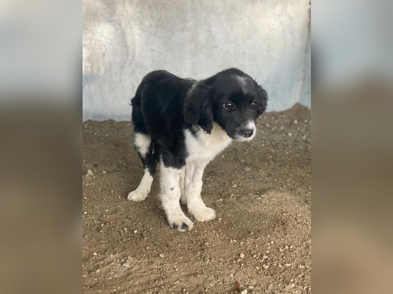 Ada, 09/2025, lebt in GRIECHENLAND, auf einer privaten Pflegestelle