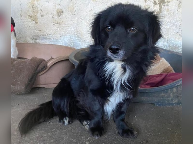 Mochi, geb. ca. 01/2024, lebt in GRIECHENLAND, auf einer privaten Pflegestelle