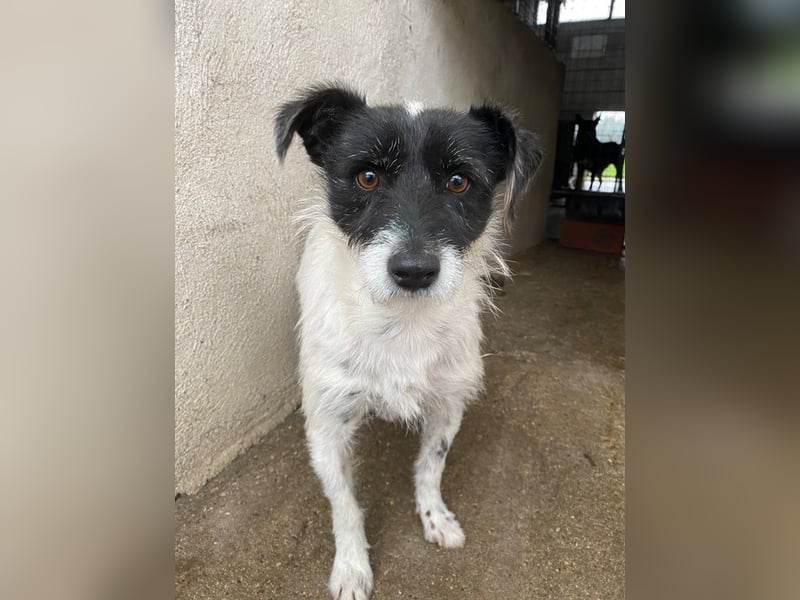 Tarus, geb. ca. 11/2024, lebt in GRIECHENLAND, im städt. Tierheim Serres