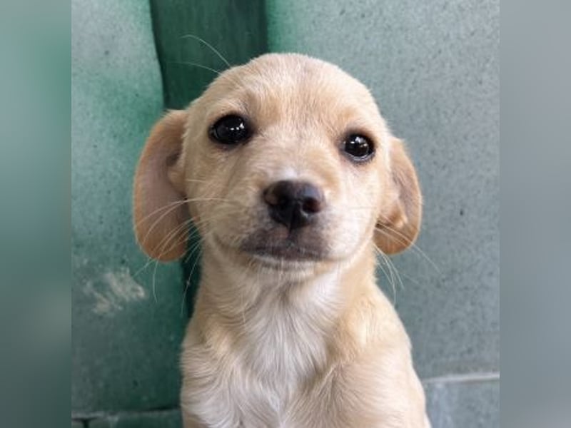 Elysia, geb. ca. 08/2025, lebt in GRIECHENLAND, auf einer privaten Pflegestelle