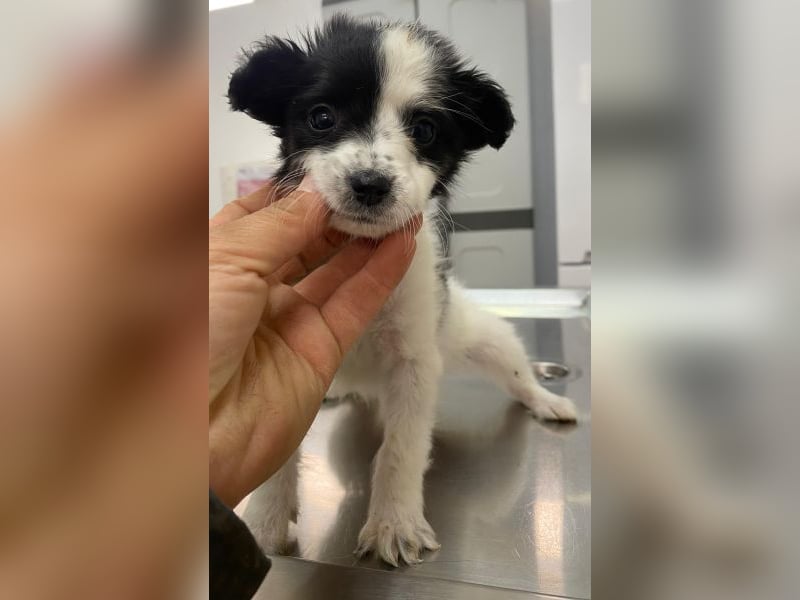 Louise, geb. ca. 08/2025, lebt in GRIECHENLAND, auf einer privaten Pflegestelle