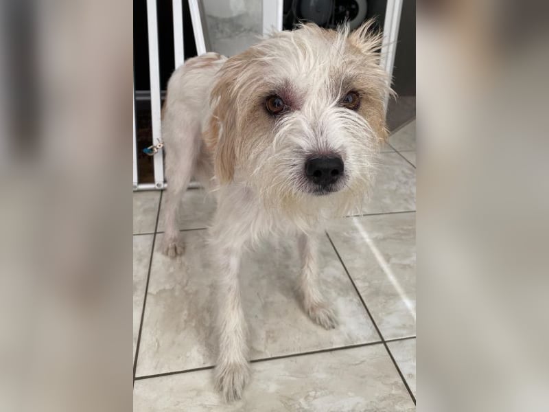 Eko, geb. ca 11/2021, lebt in GRIECHENLAND, im städt. Tierheim Serres