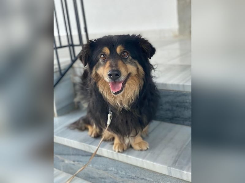 Jacub, geb. ca. 08/2023, lebt in GRIECHENLAND, im städt. Tierheim Serres