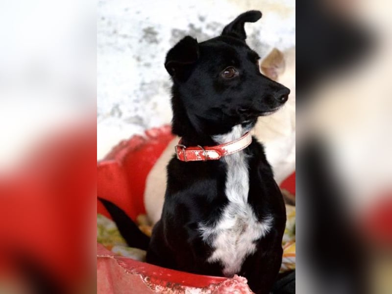  Misty, geb. ca. 11/2023, lebt in GRIECHENLAND, auf einer privaten Pflegestelle