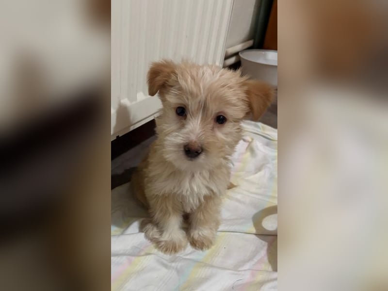 Norberta, geb. ca. 11/2025, lebt in GRIECHENLAND, auf einer privaten Pflegestelle