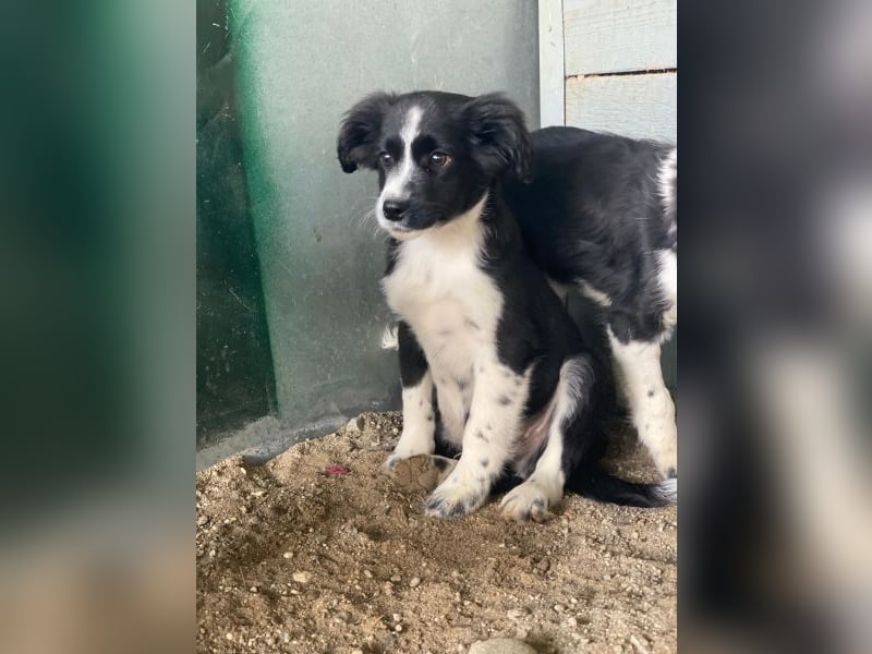 Tux, geb. ca.09/2025, lebt in GRIECHENLAND, auf einer privaten Pflegestelle