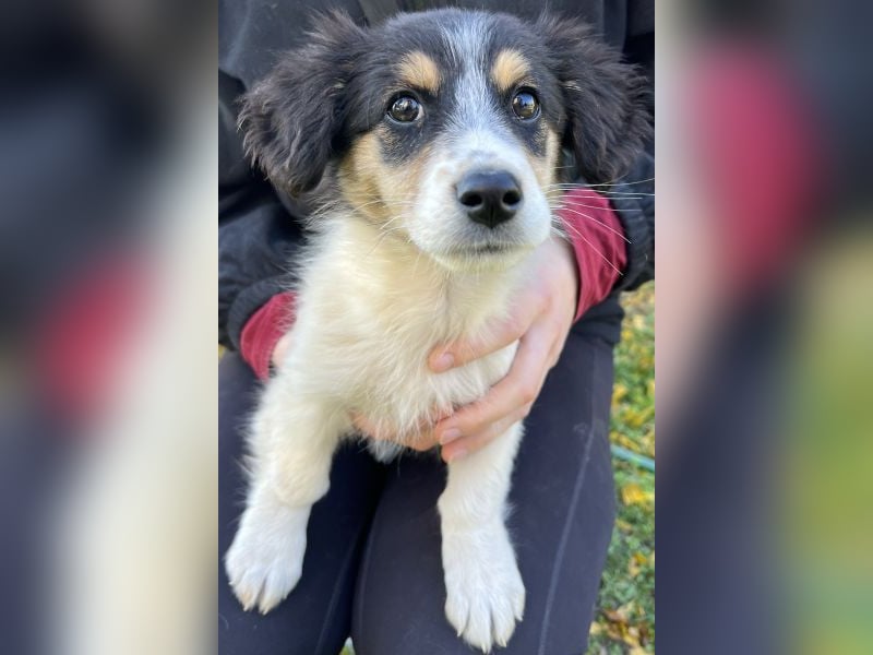 Fridolin, geb. ca. 07/2025, lebt in GRIECHENLAND, auf einer privaten Pflegestelle