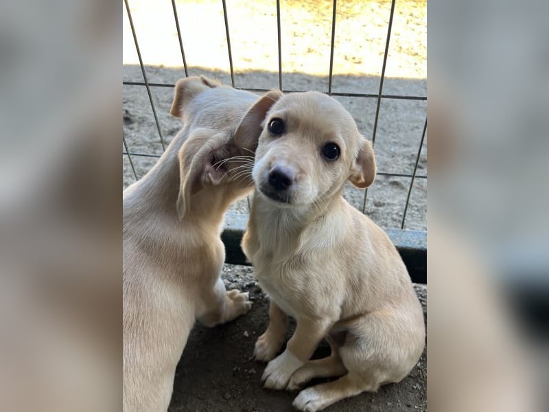 Elysia, geb. ca. 08/2025, lebt in GRIECHENLAND, auf einer privaten Pflegestelle