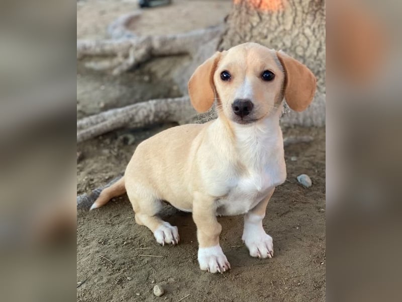 Rigatoni, geb. ca. 08/2025, lebt in GRIECHENLAND, auf einer privaten Pflegestelle