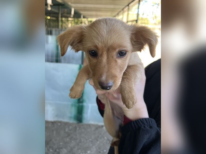 Loni, geb. ca. 08/2025, lebt in GRIECHENLAND, auf einer privaten Pflegestelle