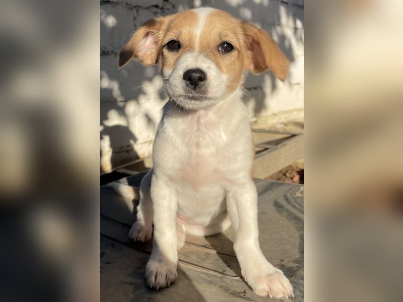 Elfie, geb. ca. 08/2025, lebt in GRIECHENLAND, auf einer privaten Pflegestelle