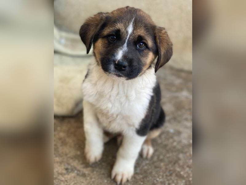Boreas, geb. ca. 10/2025, lebt auf einer Pflegestelle in 69151 Neckargemünd