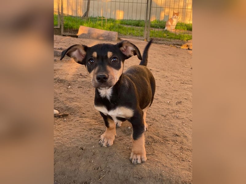 Spirelli, geb. ca. 08/2025, lebt in GRIECHENLAND, auf einer privaten Pflegestelle