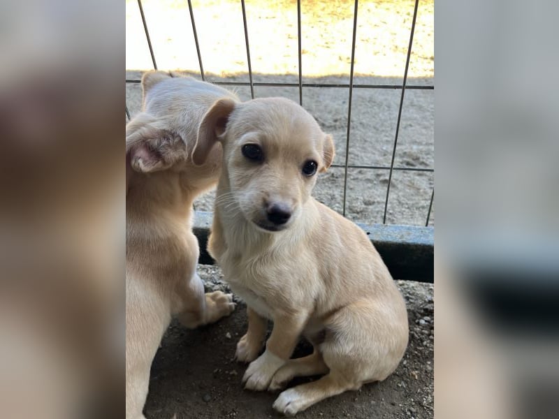 Elysia, geb. ca. 08/2025, lebt in GRIECHENLAND, auf einer privaten Pflegestelle