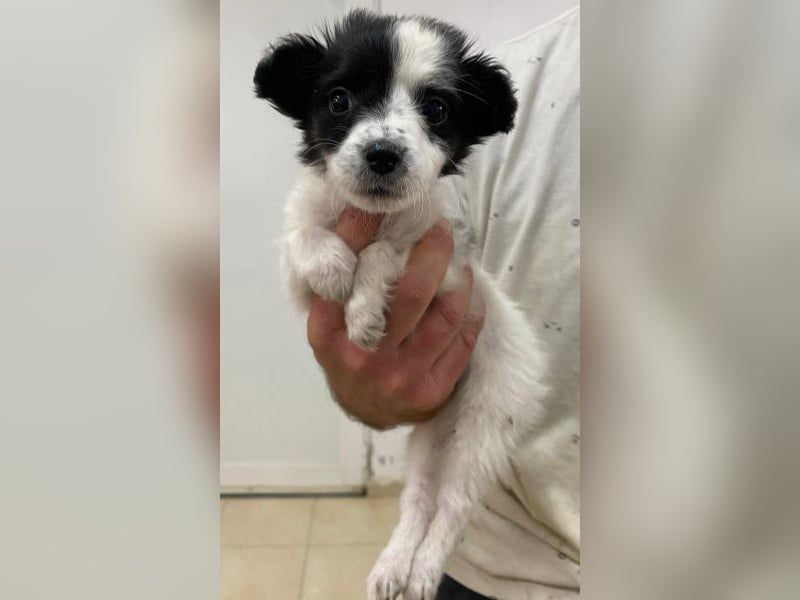 Louise, geb. ca. 08/2025, lebt in GRIECHENLAND, auf einer privaten Pflegestelle