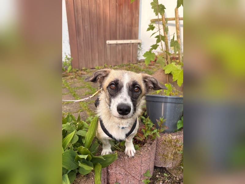 Mirabelle, geb. ca. 06/2025, lebt auf einer Pflegestelle in 95168 Marktleuthen, Vermittlungshilfe