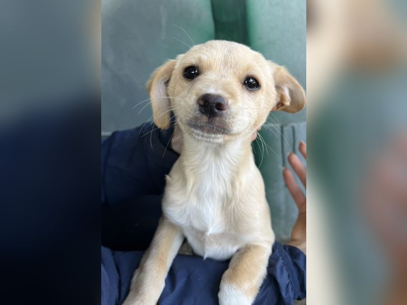 Elysia, geb. ca. 08/2025, lebt in GRIECHENLAND, auf einer privaten Pflegestelle