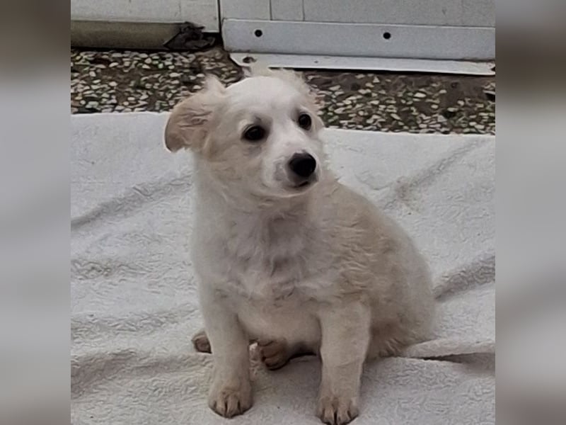 Torian, geb. ca. 09/2025, lebt in GRIECHENLAND, auf einer privaten Pflegestelle