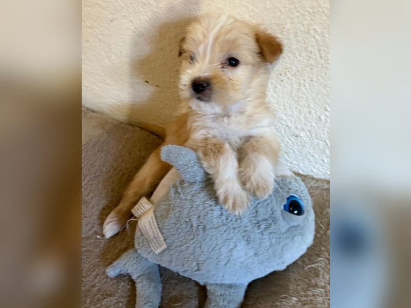 Norberta, geb. ca. 11/2025, lebt in GRIECHENLAND, auf einer privaten Pflegestelle