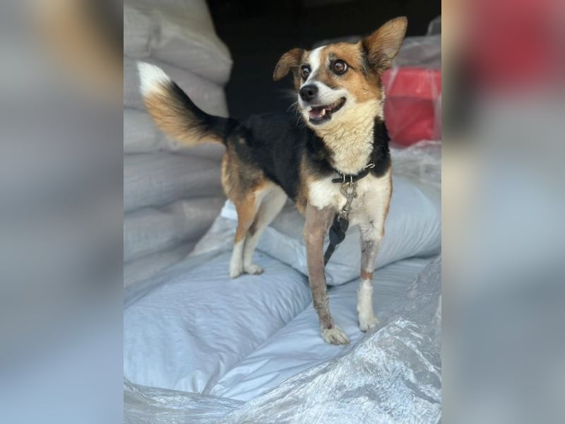 Foxy, geb. ca. 06/2024, lebt in GRIECHENLAND, auf einer privaten Pflegestelle