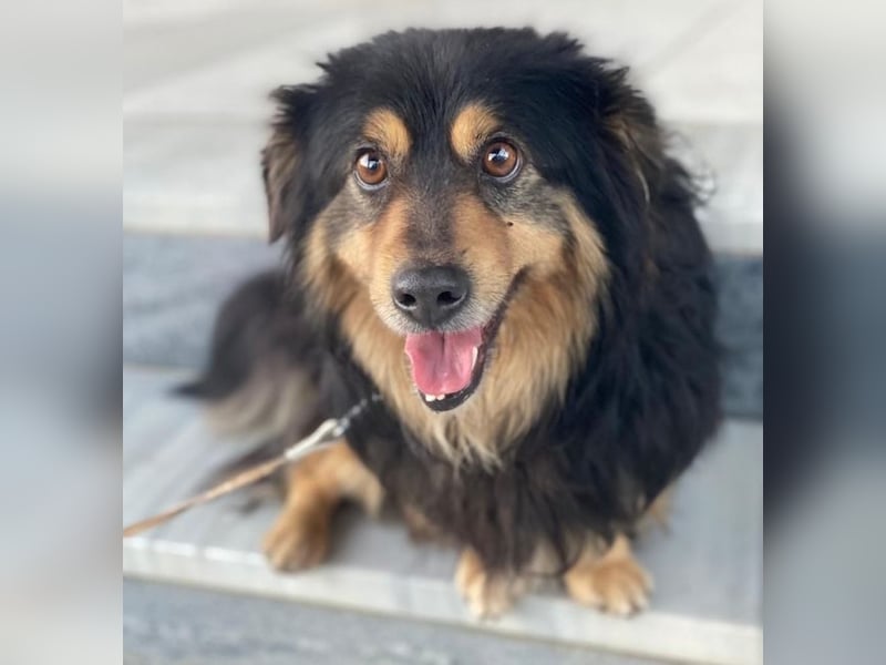 Jacub, geb. ca. 08/2023, lebt in GRIECHENLAND, im städt. Tierheim Serres